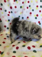 STORMY, a male Pomeranian for sale in Ridgecrest, CA – 7 of 8
