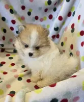 Chenook, a male Pomeranian for sale in Ridgecrest, CA – 4 of 6