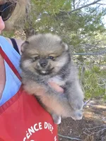 Cinder, a female Pomeranian for sale in Ridgecrest, CA – Photo 2 of 5