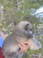 Cinder, a female Pomeranian for sale in Ridgecrest, CA – Photo 5 of 5