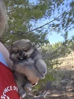 Cinder, a female Pomeranian for sale in Ridgecrest, CA – Photo 4 of 5