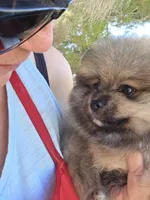 Cinder, a female Pomeranian for sale in Ridgecrest, CA – Photo 3 of 5