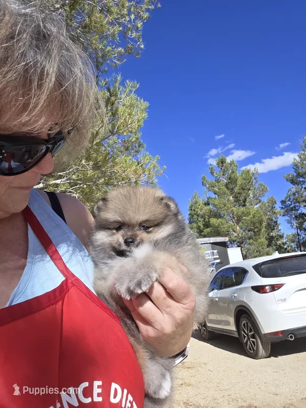 Cinder – Pomeranian puppy for sale in Ridgecrest, CA