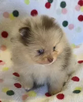 SNICKERS, a male Pomeranian for sale in Ridgecrest, CA – 2 of 5