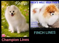 Chenook, a male Pomeranian for sale in Ridgecrest, CA – 3 of 6