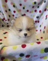 Chenook, a male Pomeranian for sale in Ridgecrest, CA – 2 of 6