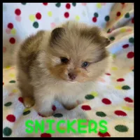 SNICKERS, a male Pomeranian for sale in Ridgecrest, CA – 3 of 5