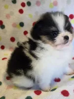 Sophie, a female Pomeranian for sale in Ridgecrest, CA – 4 of 6