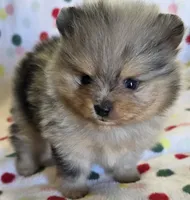 STORMY, a male Pomeranian for sale in Ridgecrest, CA – 6 of 8