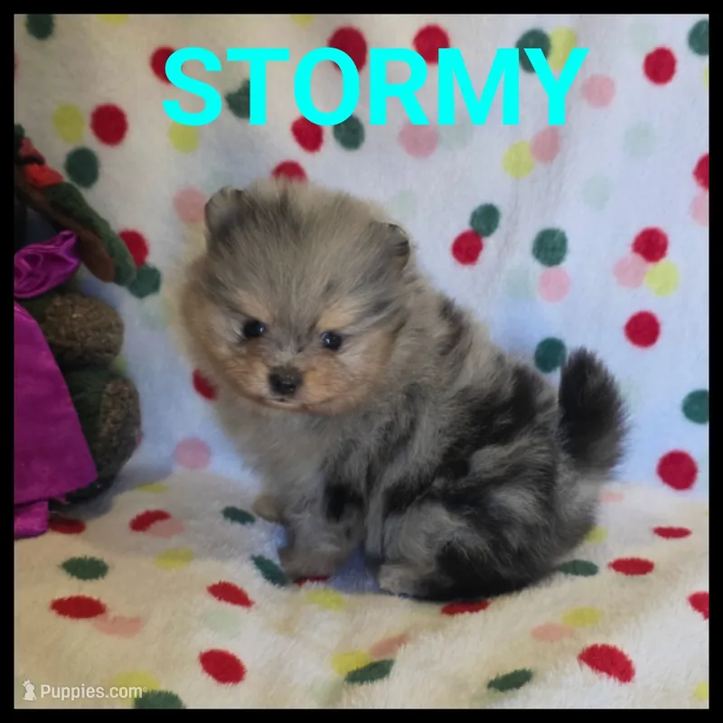 STORMY – Pomeranian puppy for sale in Ridgecrest, CA