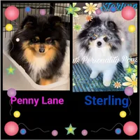 STORMY, a male Pomeranian for sale in Ridgecrest, CA – 8 of 8