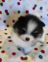 Sophie, a female Pomeranian for sale in Ridgecrest, CA – 3 of 6