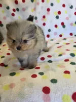 STORMY, a male Pomeranian for sale in Ridgecrest, CA – 5 of 8