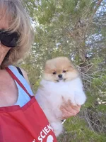 Tango, a male Pomeranian for sale in Ridgecrest, CA – Photo 3 of 7