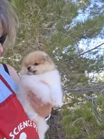 Tango, a male Pomeranian for sale in Ridgecrest, CA – Photo 6 of 7
