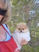 Tango, a male Pomeranian for sale in Ridgecrest, CA – Photo 2 of 7