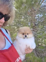 Tango, a male Pomeranian for sale in Ridgecrest, CA – Photo 5 of 7