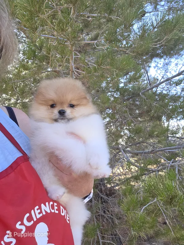 Tango, a male Pomeranian for sale in Ridgecrest, CA – Photo 1 of 7