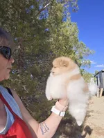 Tango, a male Pomeranian for sale in Ridgecrest, CA – Photo 4 of 7