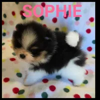 Sophie, a female Pomeranian for sale in Ridgecrest, CA – 6 of 6