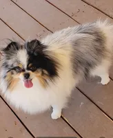 Cloe', a female Pomeranian for sale in Ridgecrest, CA – Photo 3 of 4