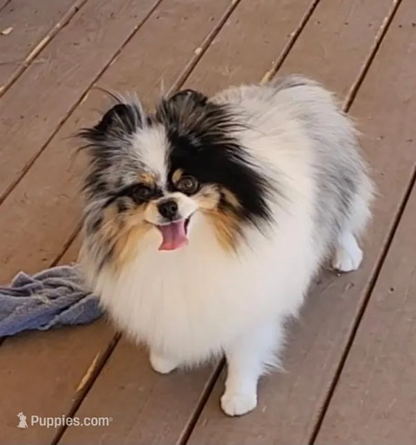 Cloe' – Pomeranian puppy for sale in Ridgecrest, CA