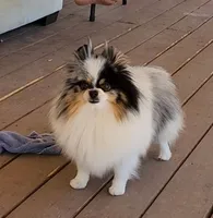 Cloe', a female Pomeranian for sale in Ridgecrest, CA – Photo 2 of 4