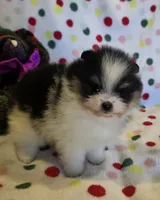 Sophie, a female Pomeranian for sale in Ridgecrest, CA – 2 of 6