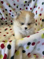 Chenook, a male Pomeranian for sale in Ridgecrest, CA – 6 of 6