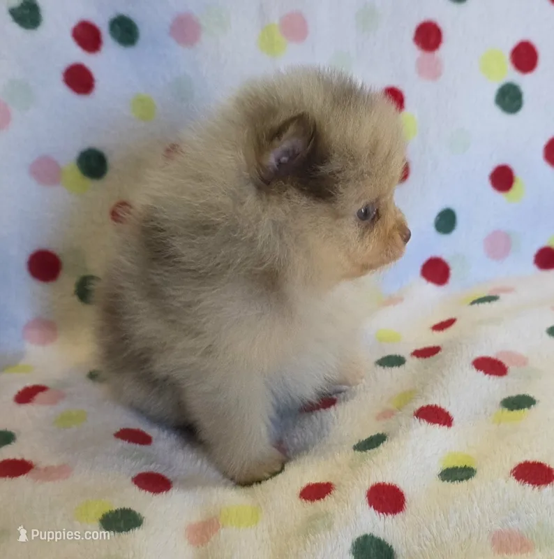 SNICKERS – Pomeranian puppy for sale in Ridgecrest, CA
