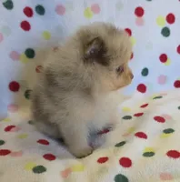 SNICKERS, a male Pomeranian for sale in Ridgecrest, CA – 1 of 5