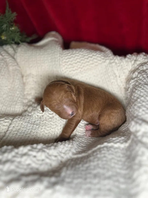 Blitzen – Bernedoodle puppy for sale in Greenville, SC