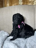 Bernedoodle, a  Bernedoodle for sale in Greenville, SC – 3 of 7