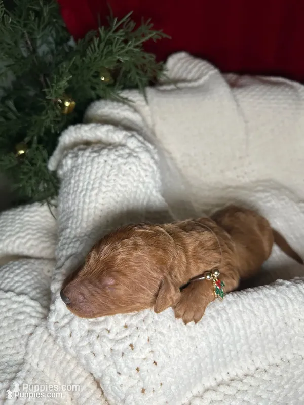 Prancer – Bernedoodle puppy for sale in Greenville, SC