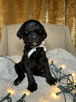 Bernedoodle, a  Bernedoodle for sale in Greenville, SC – 7 of 7