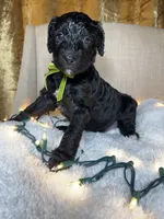 Bernedoodle, a  Bernedoodle for sale in Greenville, SC – 6 of 7