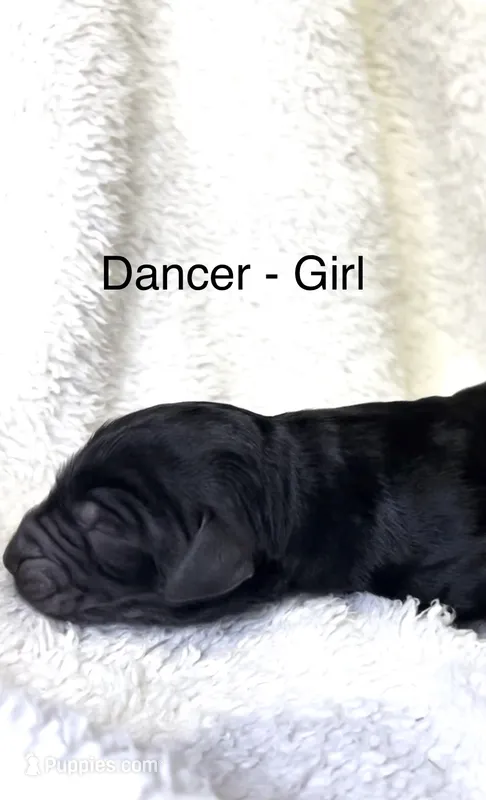 Dancer, a female Bernedoodle for sale in Greenville, SC – 1 of 8