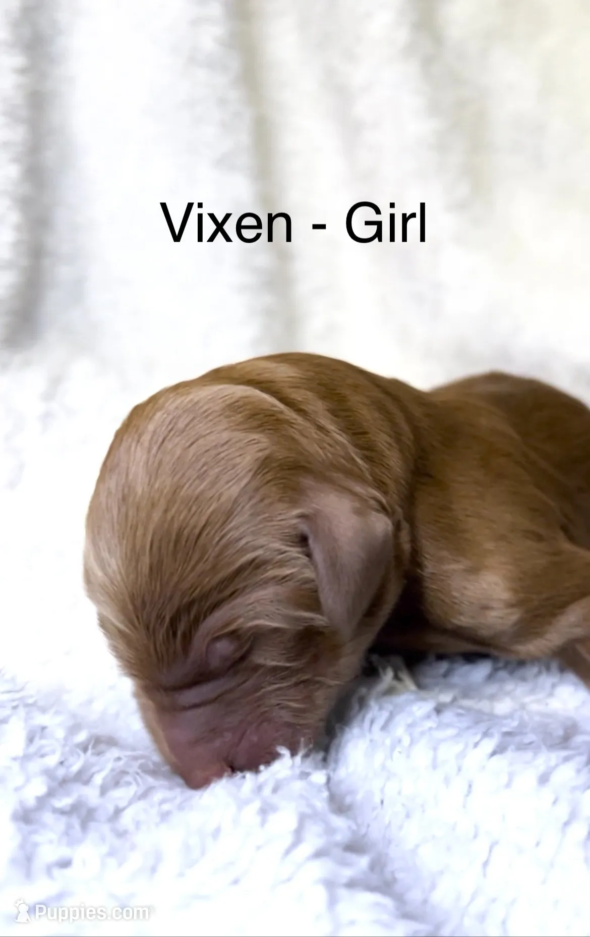 Vixen, a female Bernedoodle for sale in Greenville, SC – 1 of 8