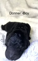 Blitzen, a male Bernedoodle for sale in Greenville, SC – 8 of 8