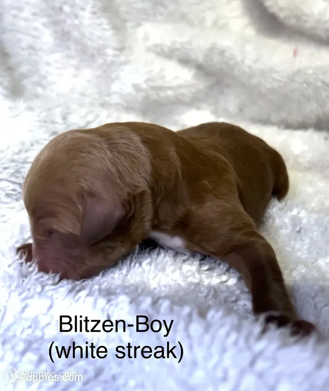 Blitzen, a male Bernedoodle for sale in Greenville, SC – 1 of 8