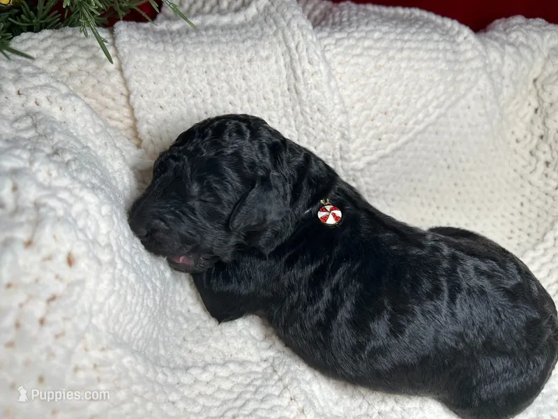 Donner – Bernedoodle puppy for sale in Greenville, SC