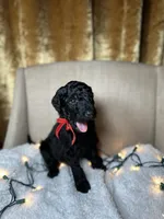 Bernedoodle, a  Bernedoodle for sale in Greenville, SC – 4 of 7