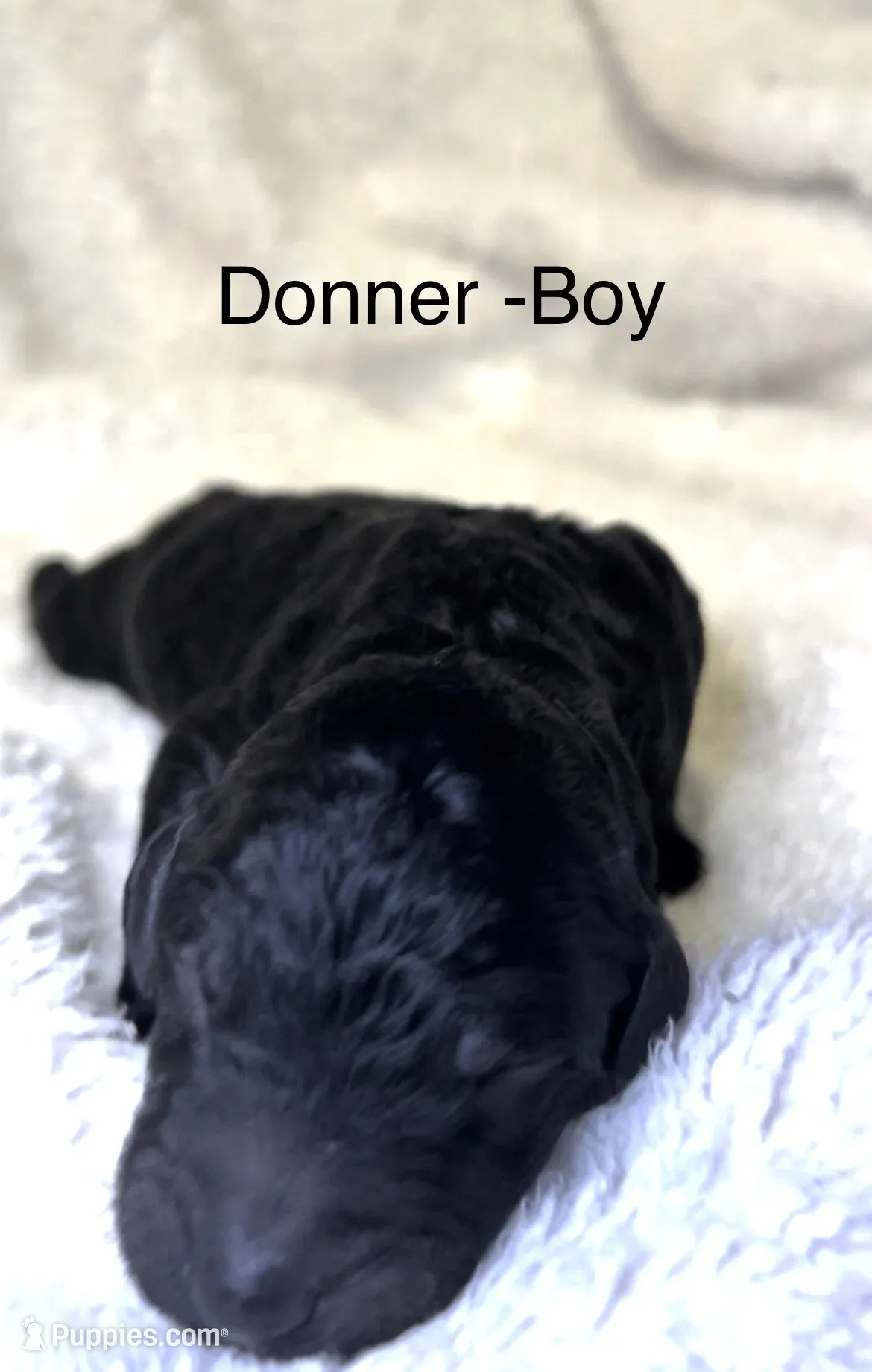 Donner, a male Bernedoodle for sale in Greenville, SC – 1 of 8
