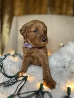 Bernedoodle, a  Bernedoodle for sale in Greenville, SC – 5 of 7
