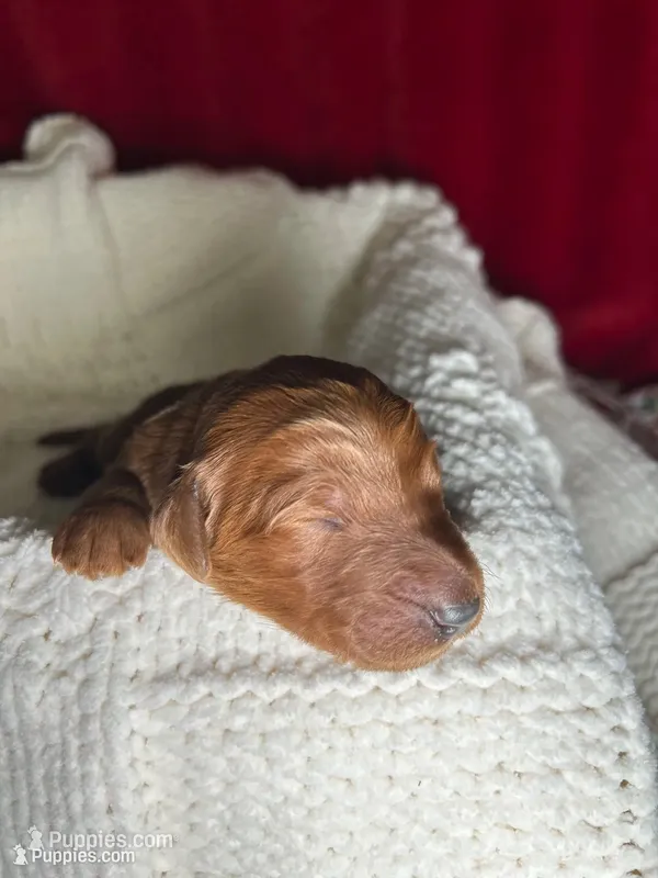 Dasher – Bernedoodle puppy for sale in Greenville, SC