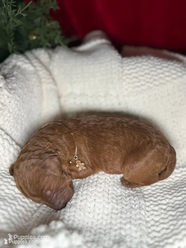 Comet – Bernedoodle puppy for sale in Greenville, SC