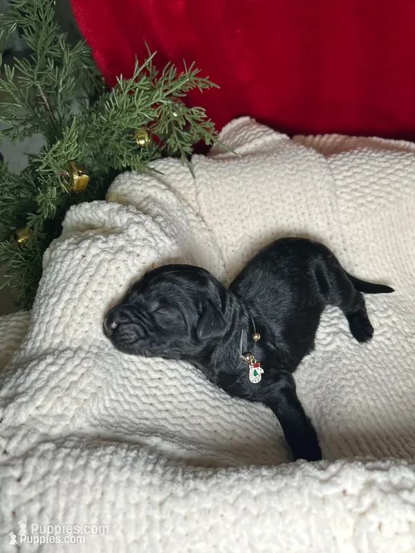 Dancer – Bernedoodle puppy for sale in Greenville, SC