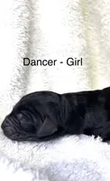 Cupid, a male Bernedoodle for sale in Greenville, SC – 3 of 8