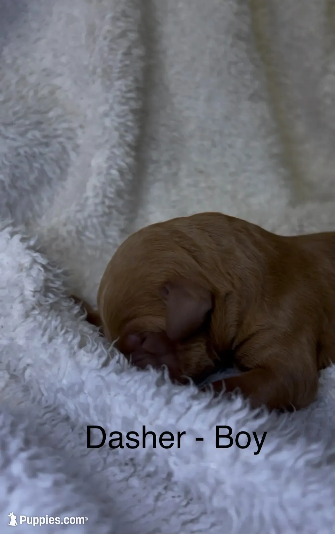 Dasher, a male Bernedoodle for sale in Greenville, SC – 1 of 8