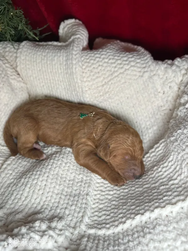 Vixen – Bernedoodle puppy for sale in Greenville, SC